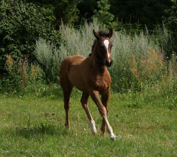 Oldenborg Englals Dior <3 [Baby Hesten] billede 24