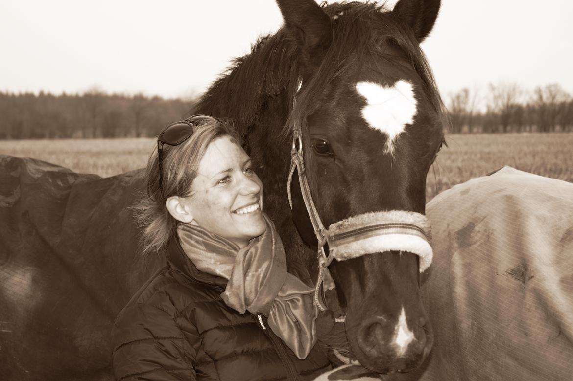 Hollandsk Varmblod Special D Junior billede 11