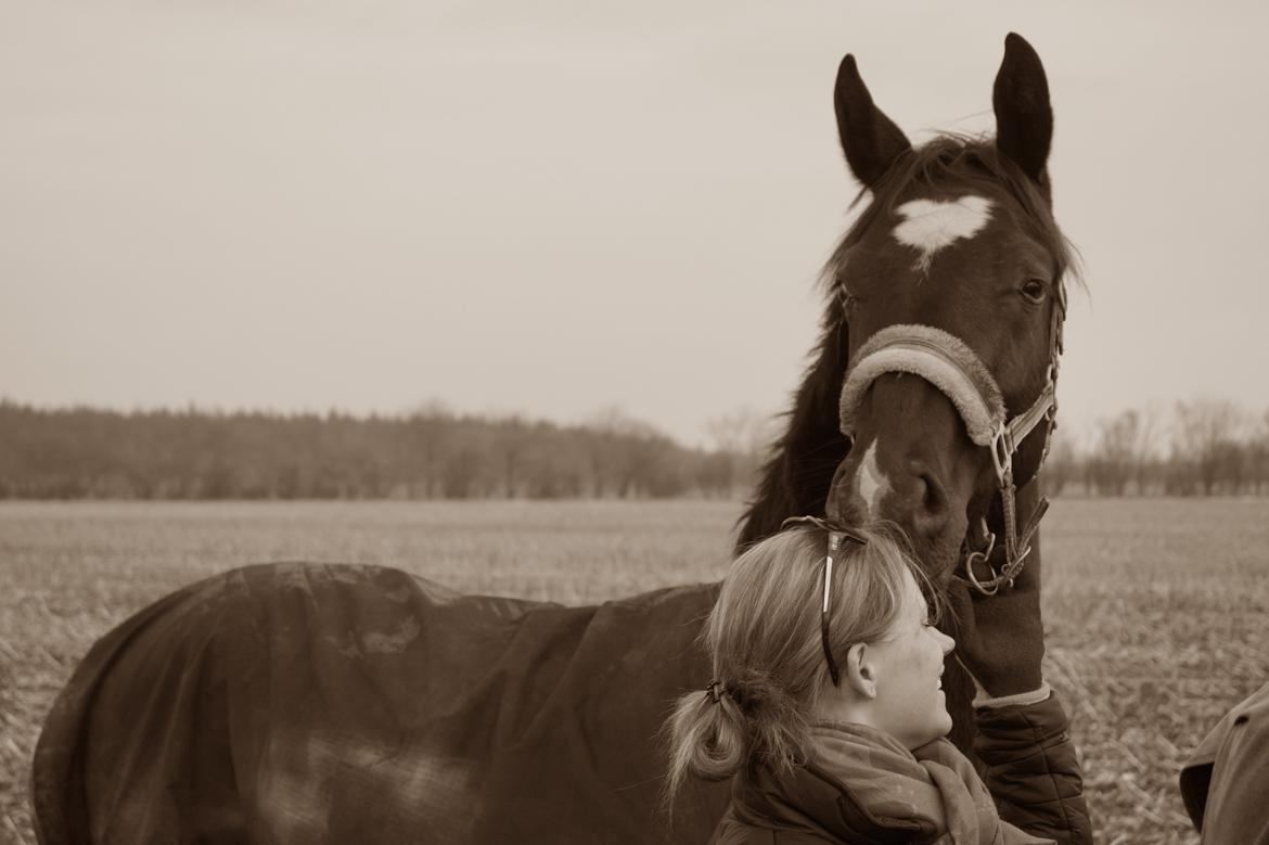 Hollandsk Varmblod Special D Junior billede 6