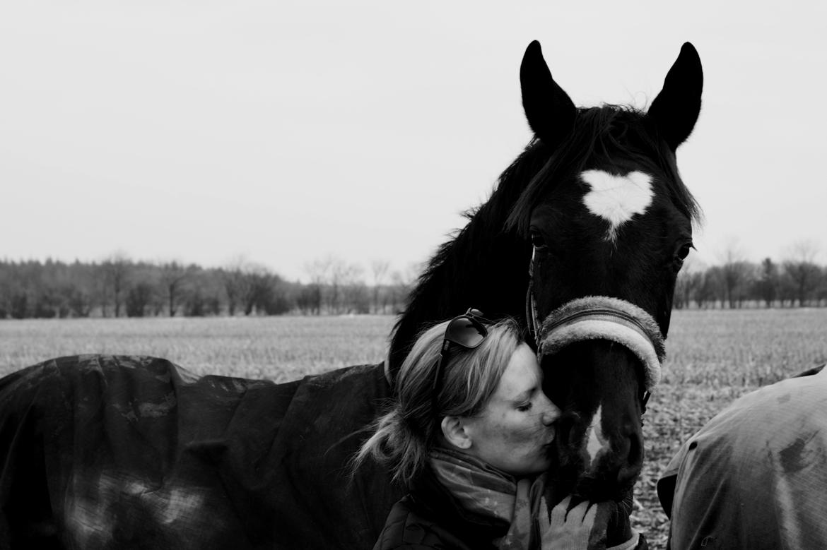 Hollandsk Varmblod Special D Junior billede 12