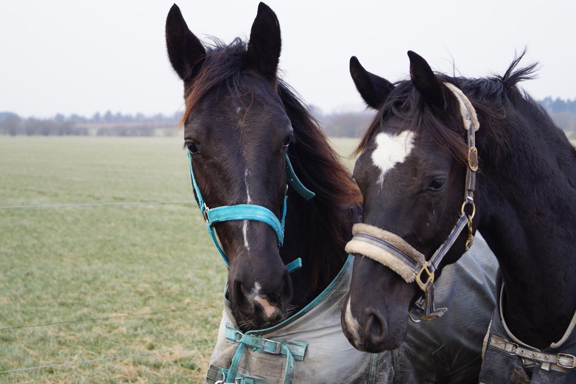 Hollandsk Varmblod Special D Junior billede 13