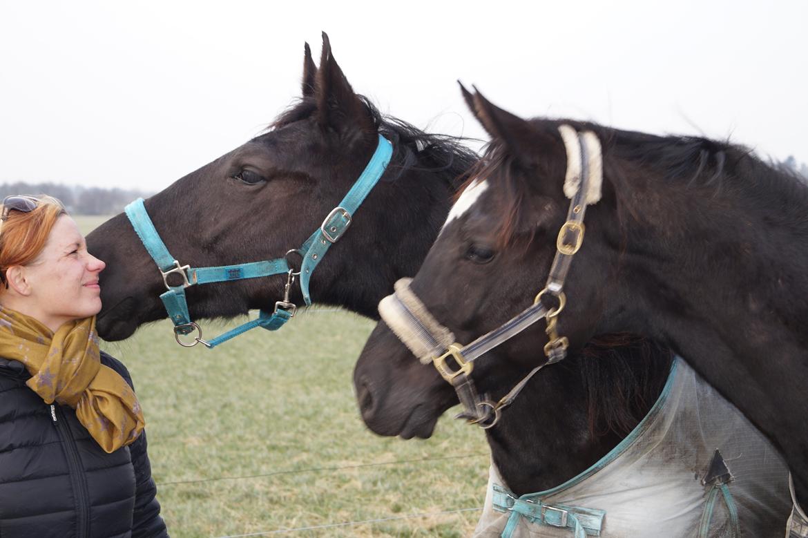 Hollandsk Varmblod Special D Junior billede 14