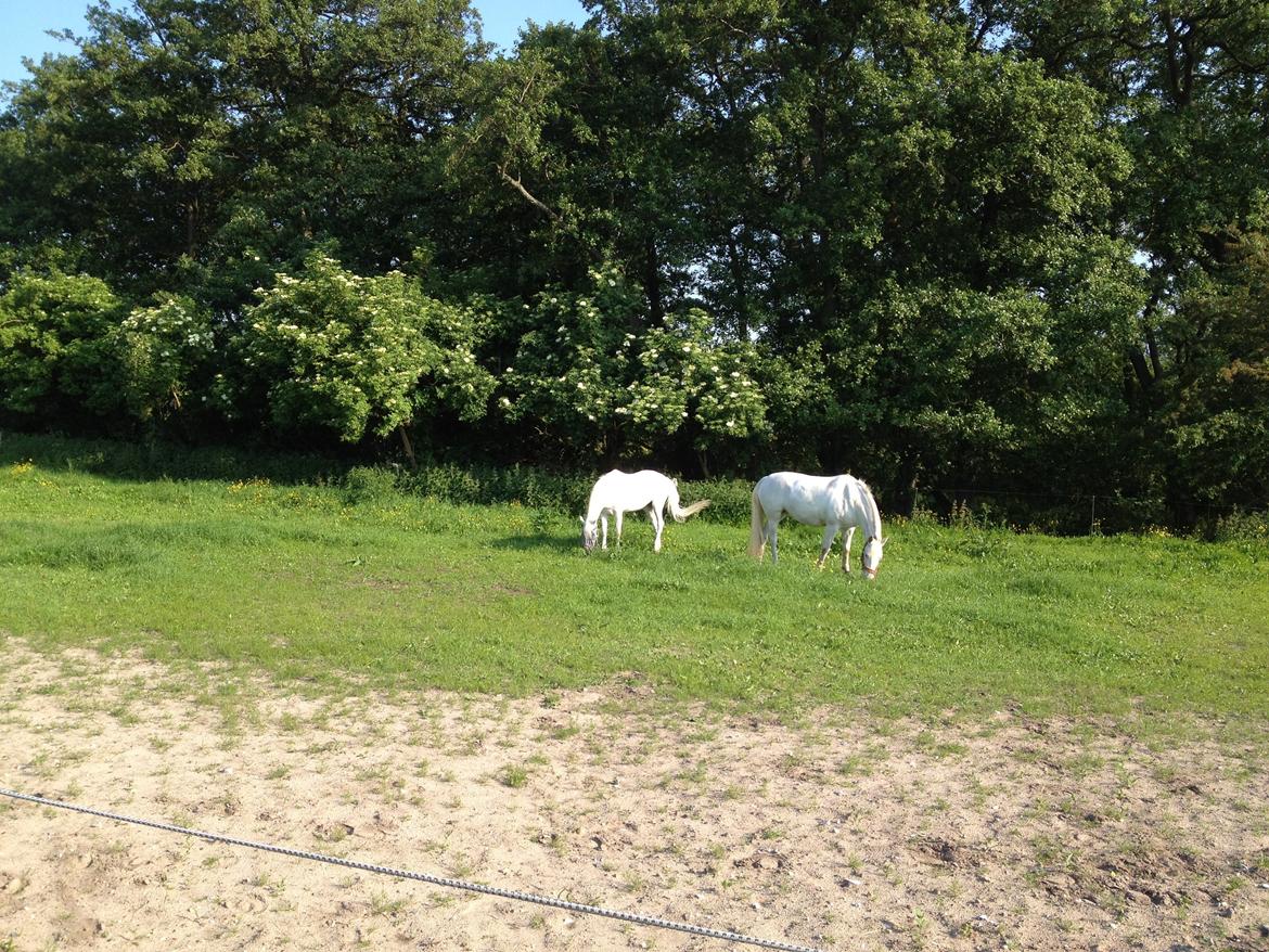 Connemara Mosedals Snowflake billede 20