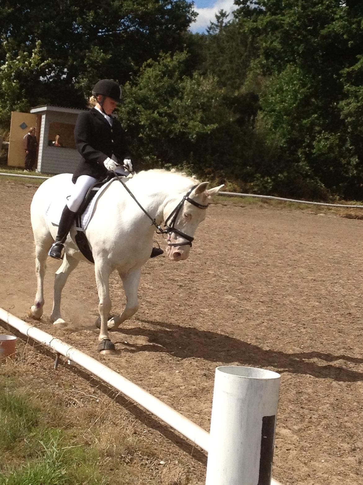 Connemara Mosedals Snowflake billede 24