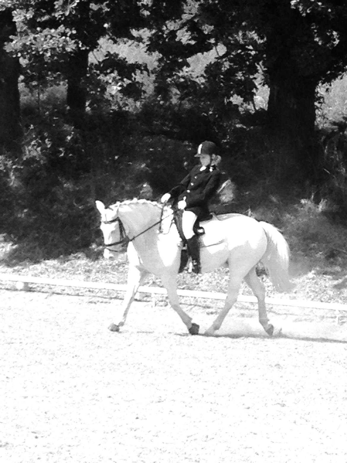 Connemara Mosedals Snowflake billede 25