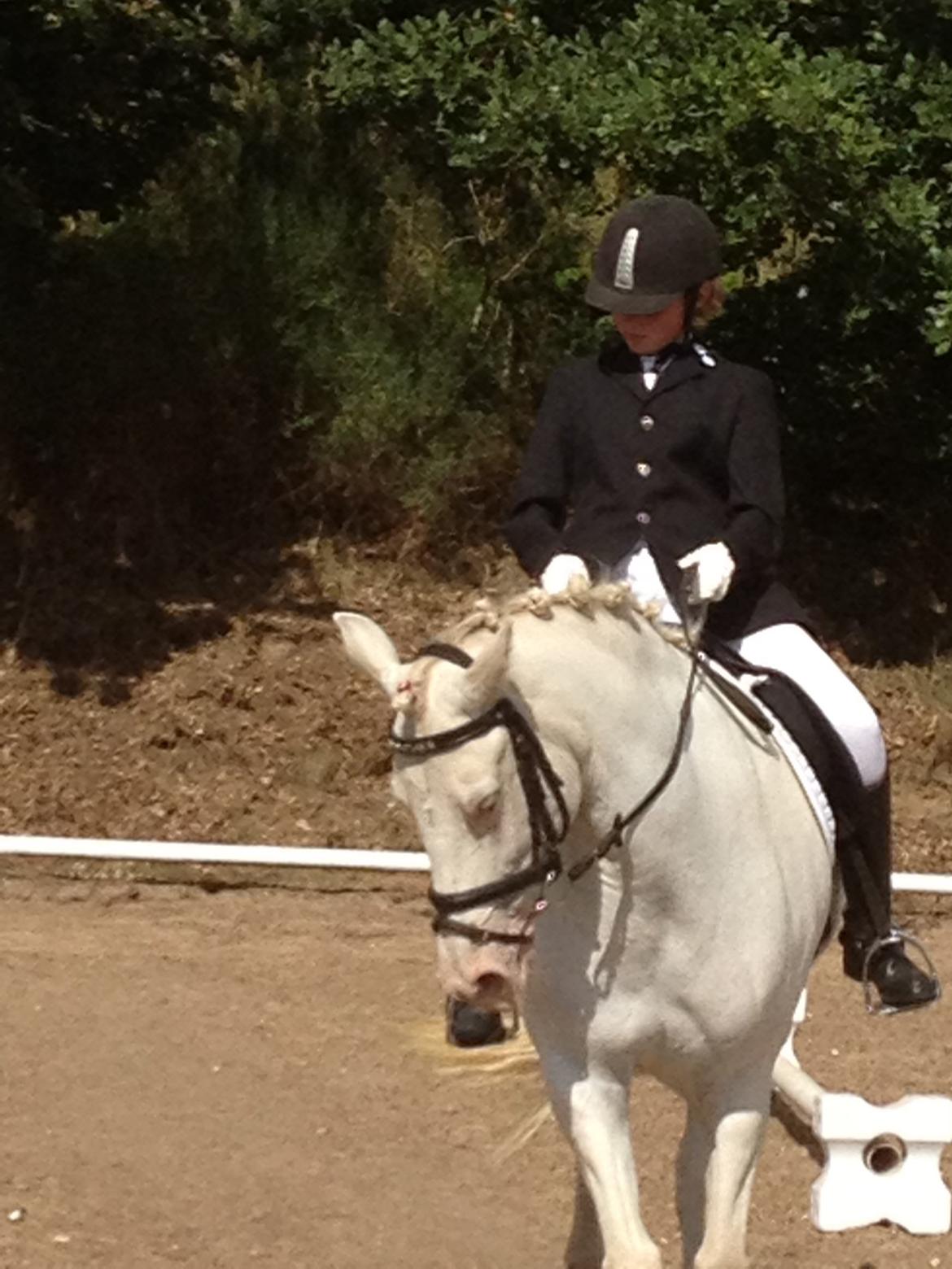 Connemara Mosedals Snowflake billede 26