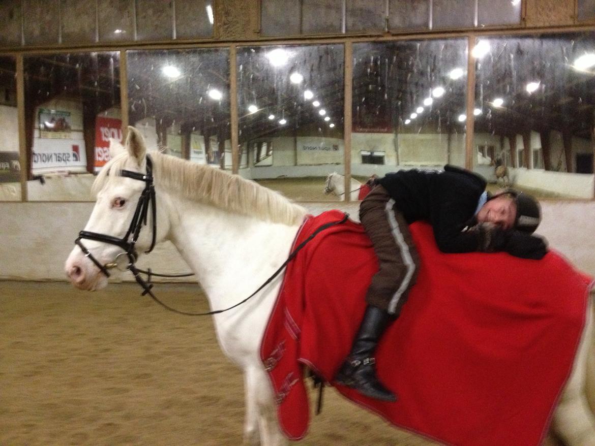 Connemara Mosedals Snowflake billede 29