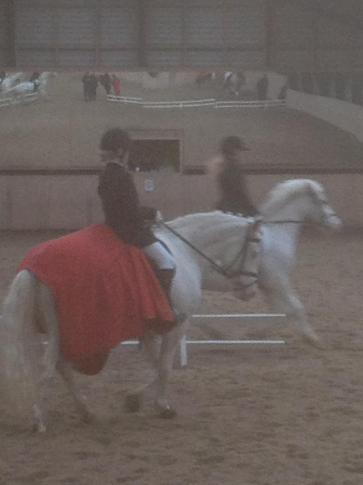 Connemara Mosedals Snowflake billede 31