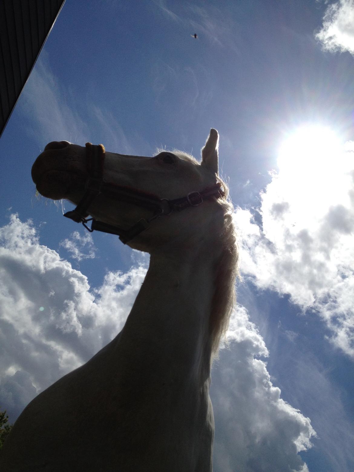 Connemara Mosedals Snowflake billede 32