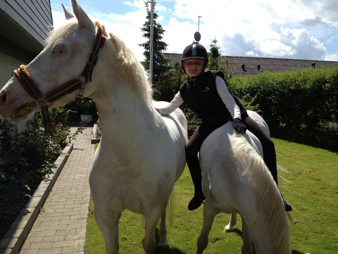 Connemara Mosedals Snowflake billede 33