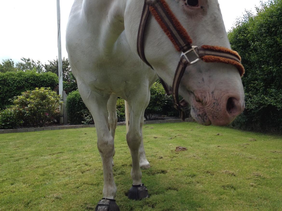 Connemara Mosedals Snowflake billede 34