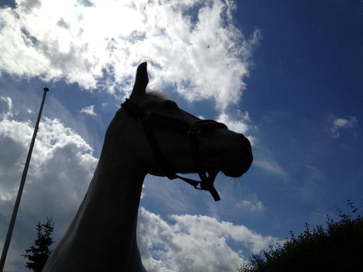 Connemara Mosedals Snowflake billede 35