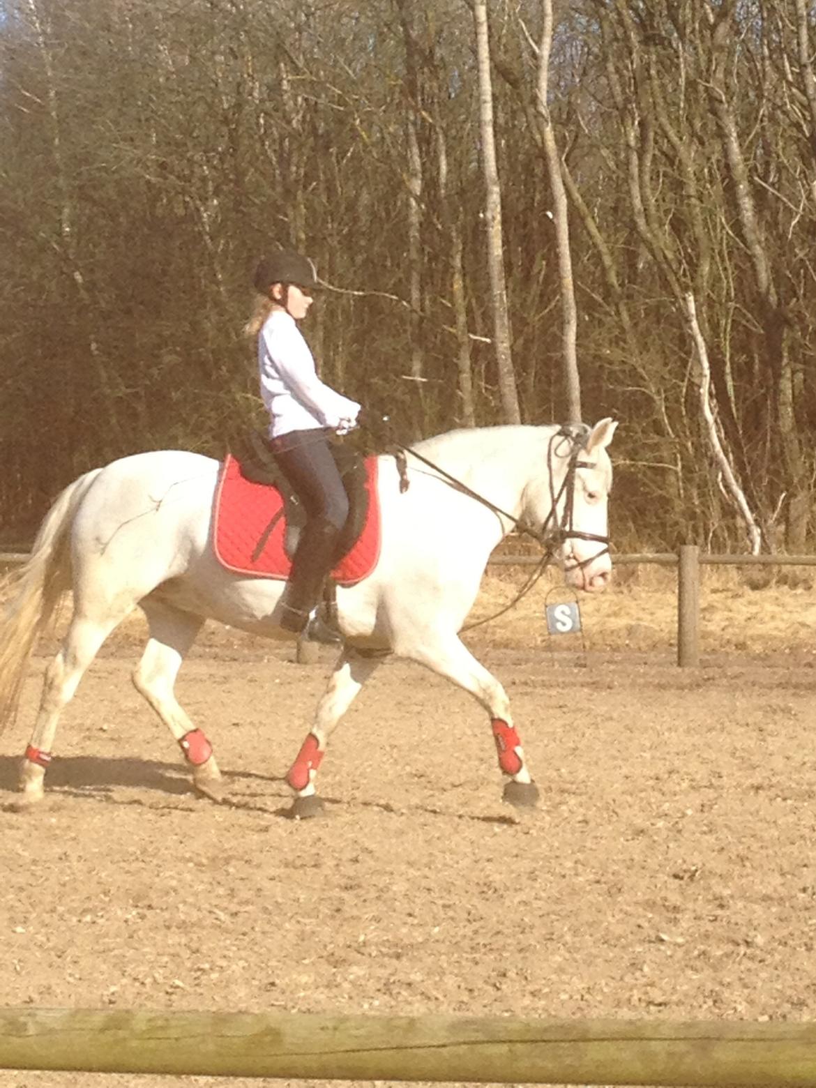 Connemara Mosedals Snowflake billede 41