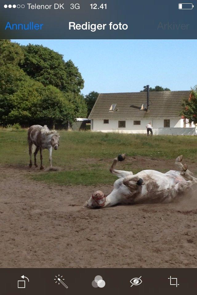 Connemara Mosedals Snowflake billede 42