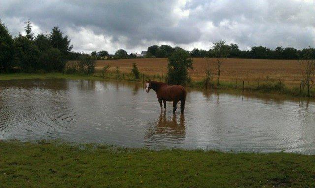 Welsh Partbred (Sec F) Indrino billede 2