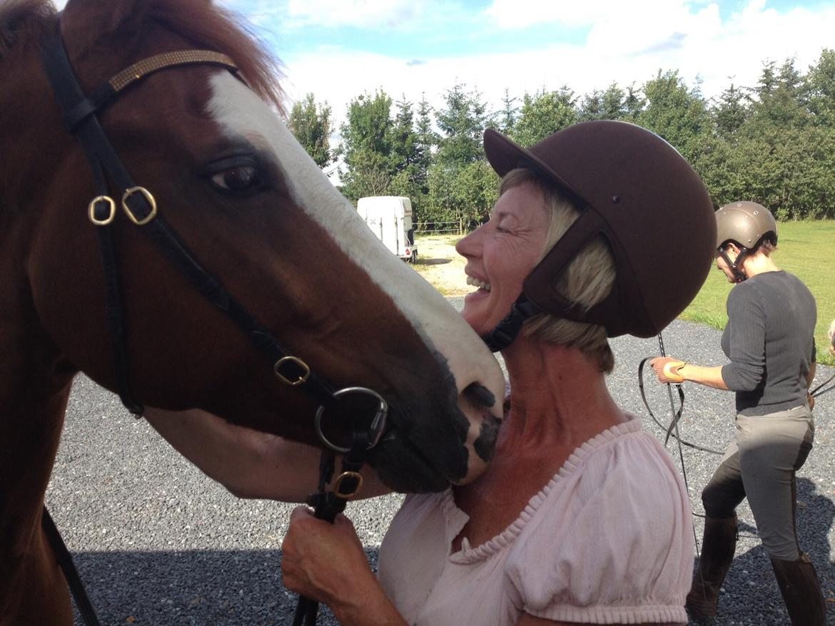 Welsh Partbred (Sec F) Indrino billede 3