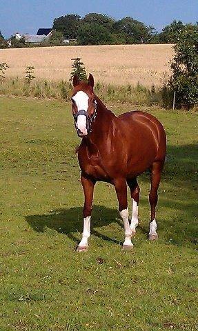 Welsh Partbred (Sec F) Indrino billede 1