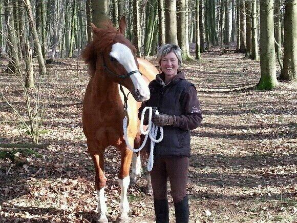 Welsh Partbred (Sec F) Indrino billede 4