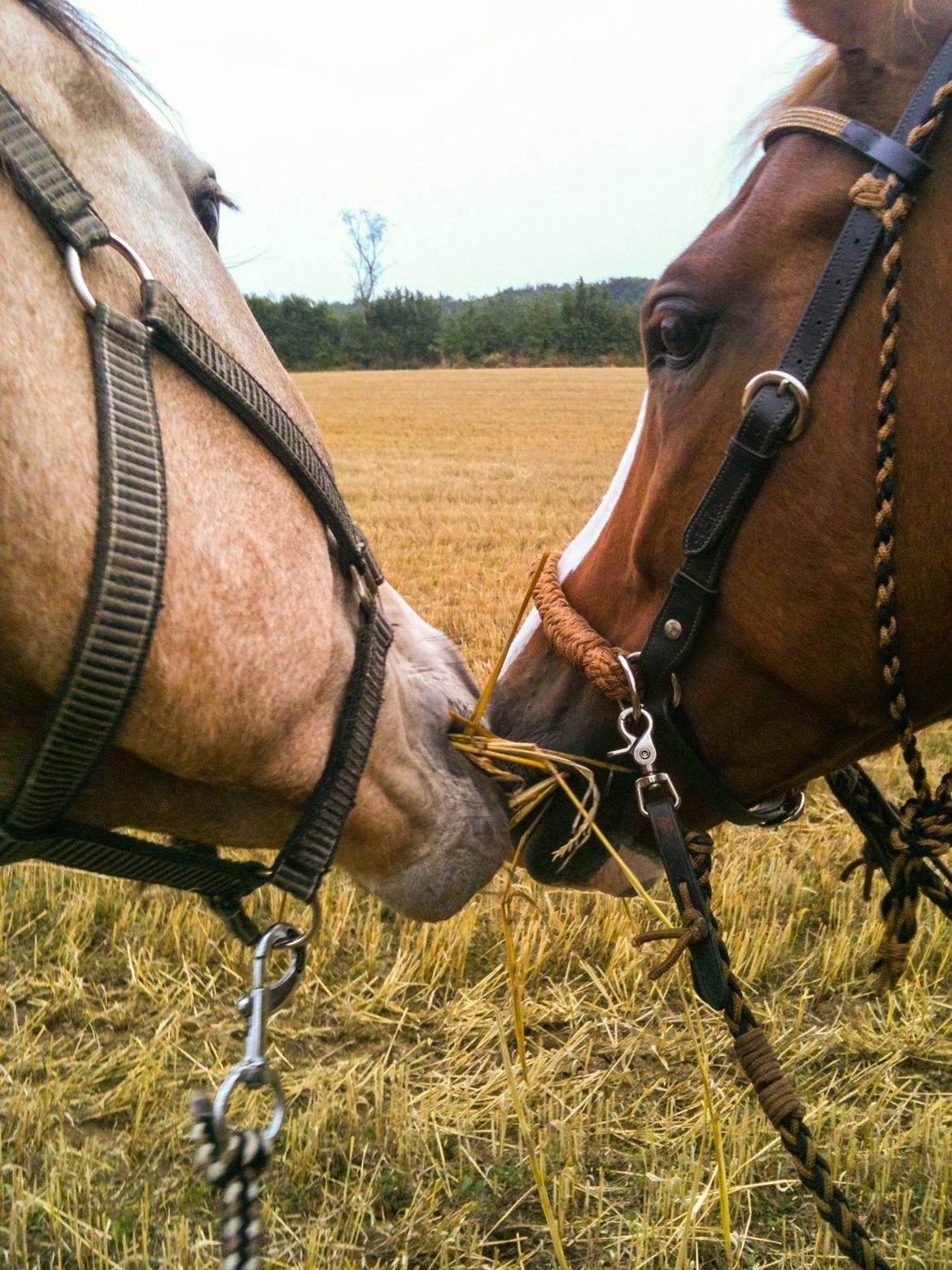 Welsh Partbred (Sec F) Indrino billede 6