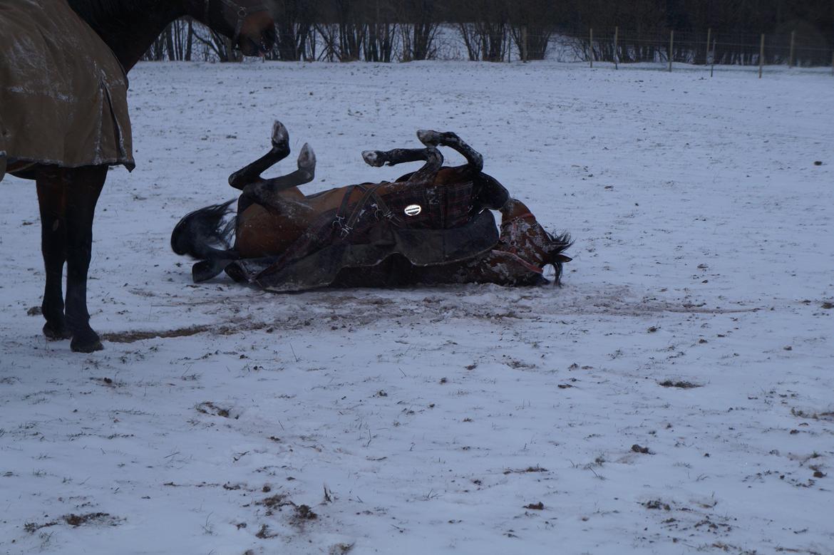 Traver Baron EK (S) billede 17