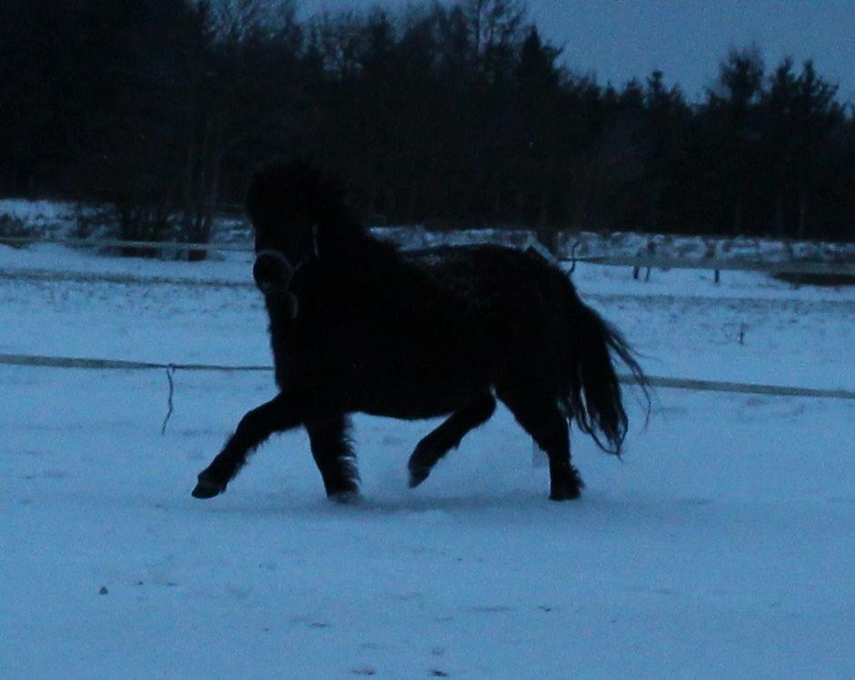 Belgisk Miniature Kogsbølle Pepsi Light billede 24