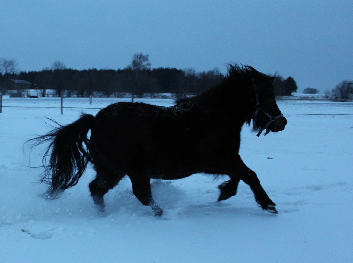 Belgisk Miniature Kogsbølle Pepsi Light billede 25