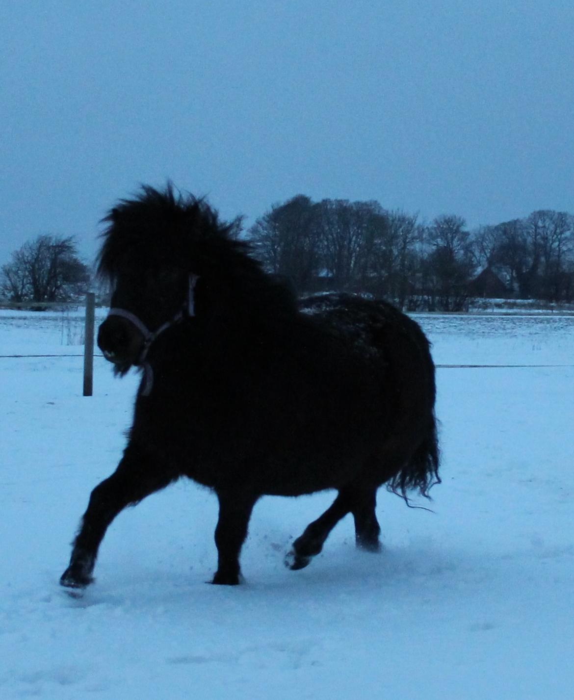 Belgisk Miniature Kogsbølle Pepsi Light billede 26