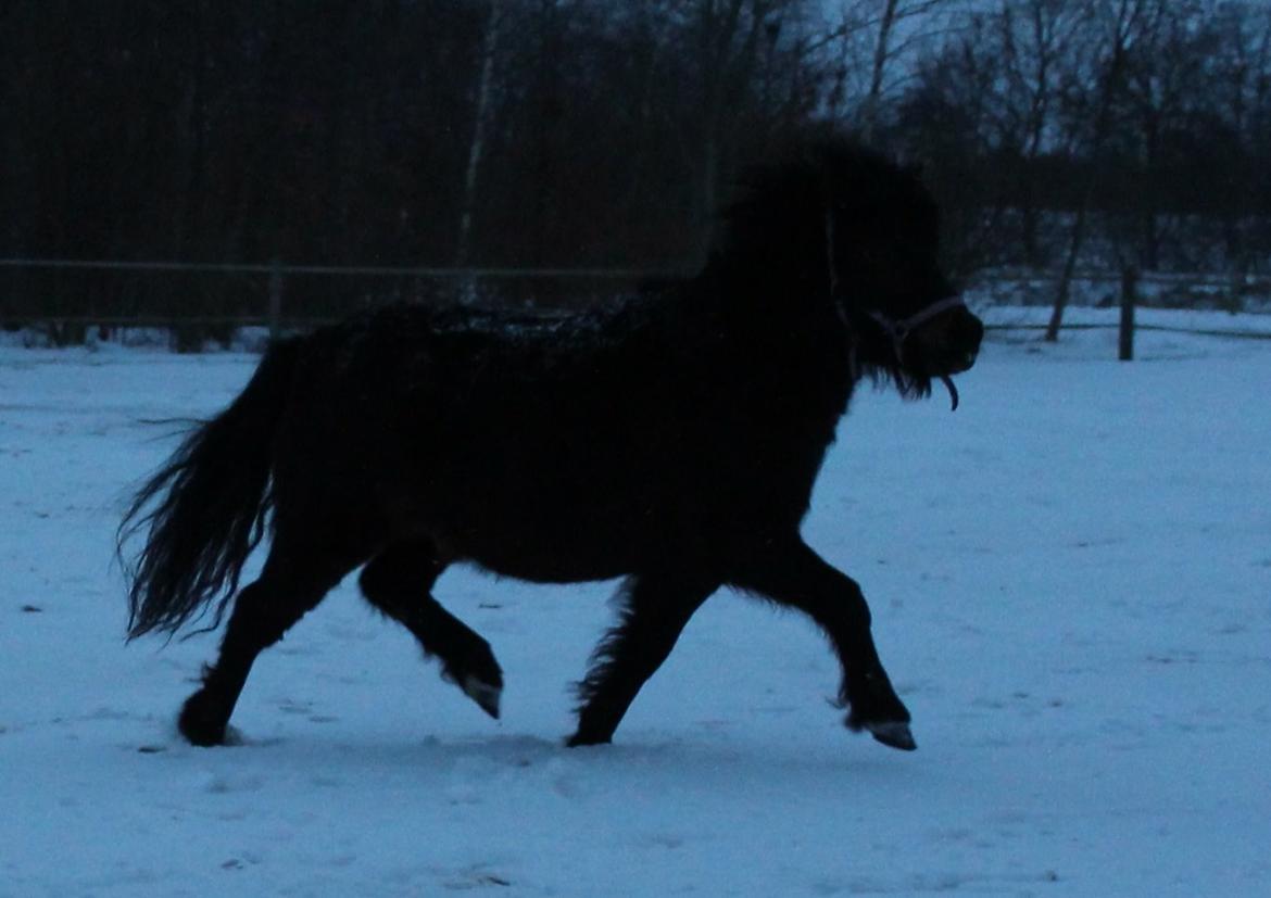 Belgisk Miniature Kogsbølle Pepsi Light billede 27