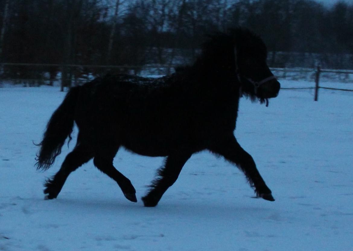 Belgisk Miniature Kogsbølle Pepsi Light billede 28