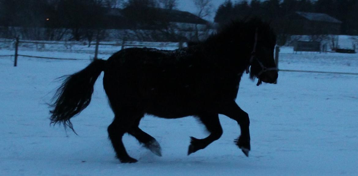 Belgisk Miniature Kogsbølle Pepsi Light billede 29