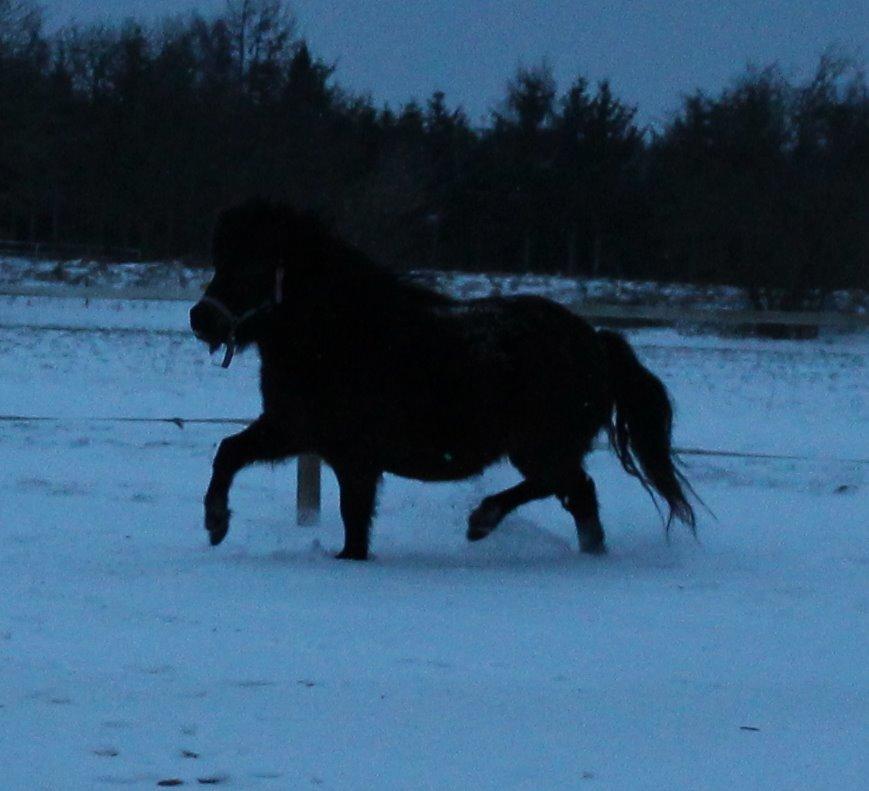 Belgisk Miniature Kogsbølle Pepsi Light billede 30