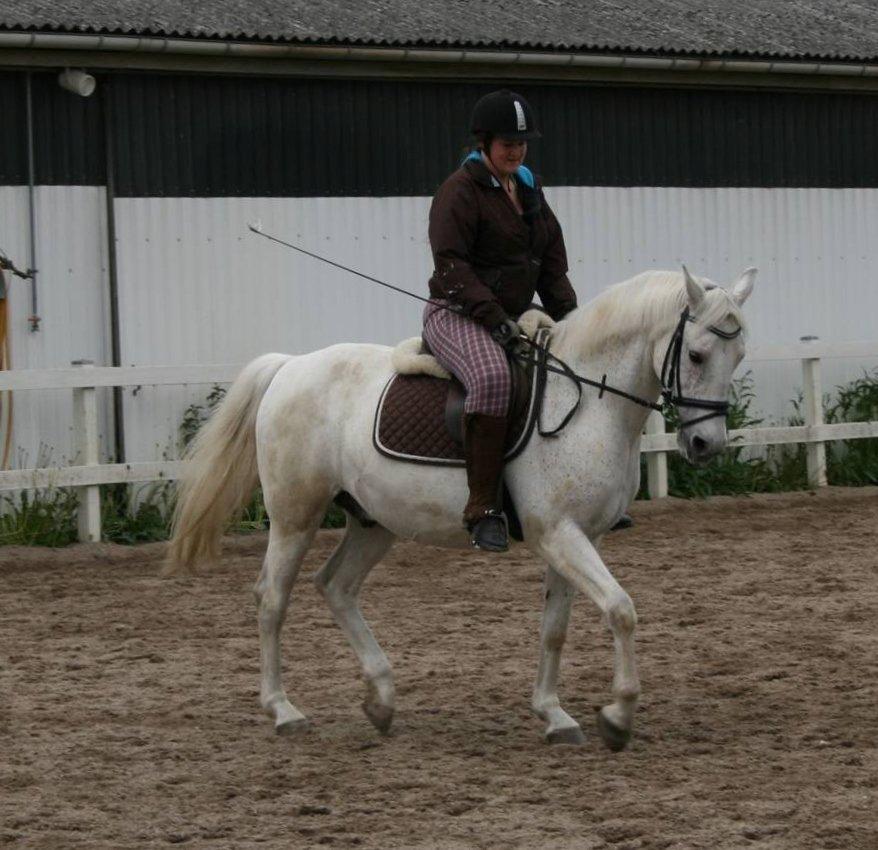 Shagya Araber (SH) Kivalo Esterhazy - Cheval - Fin i dressur  billede 1