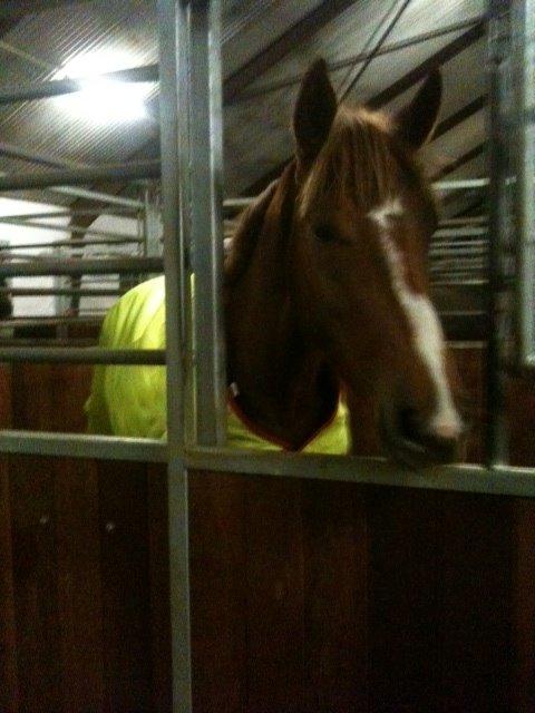 Dansk Varmblod De Luxe Ø - Så har damen fået nyt dækken... og det kan SES!!!  Januar 2014 billede 4