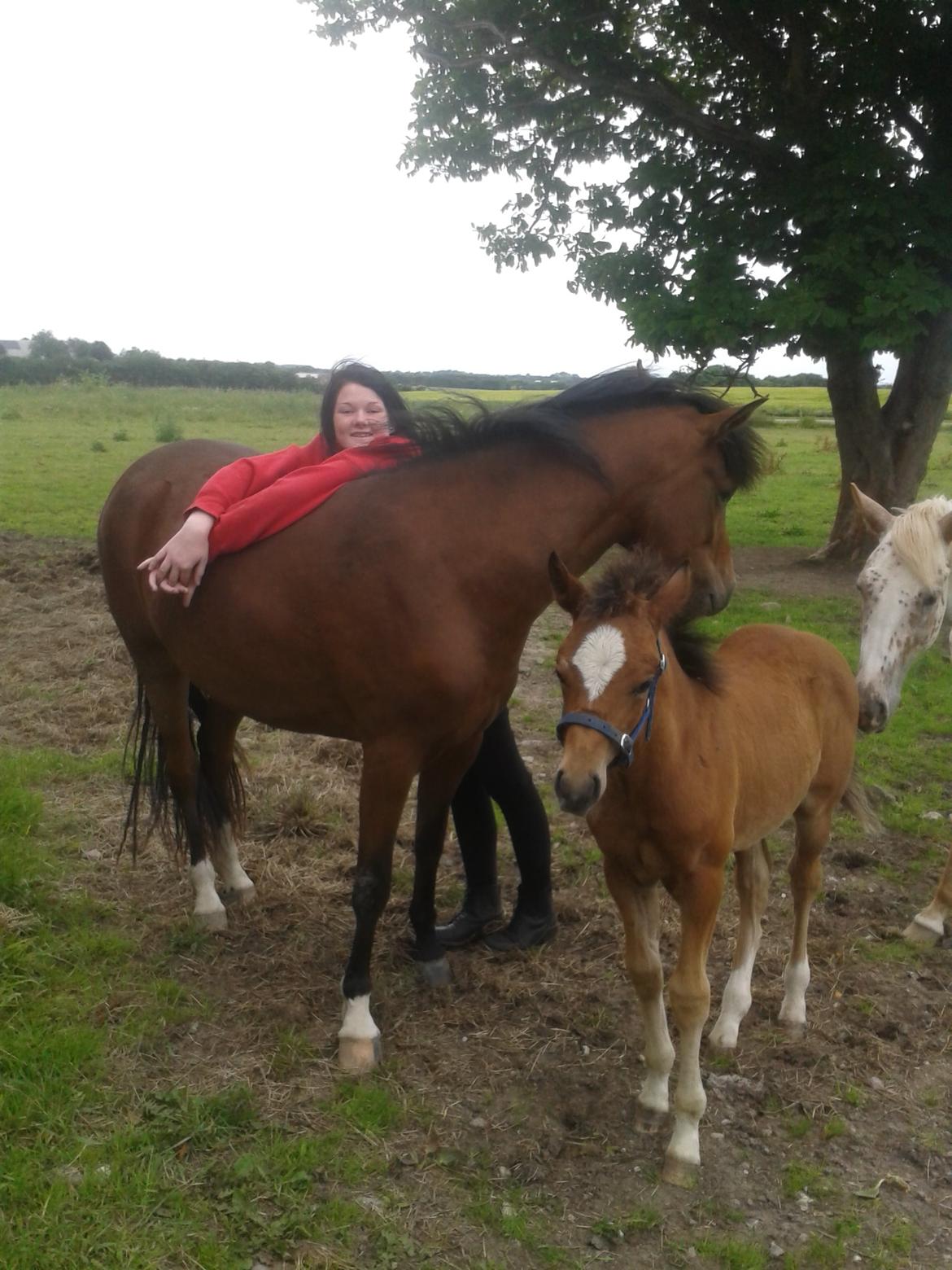 Anden særlig race Nørregaardens Lorenzo billede 7