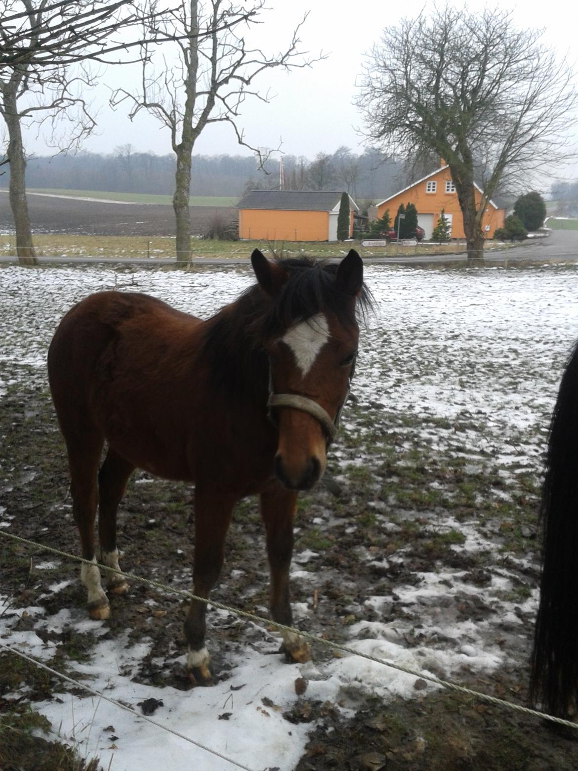 Anden særlig race Nørregaardens Lorenzo billede 8