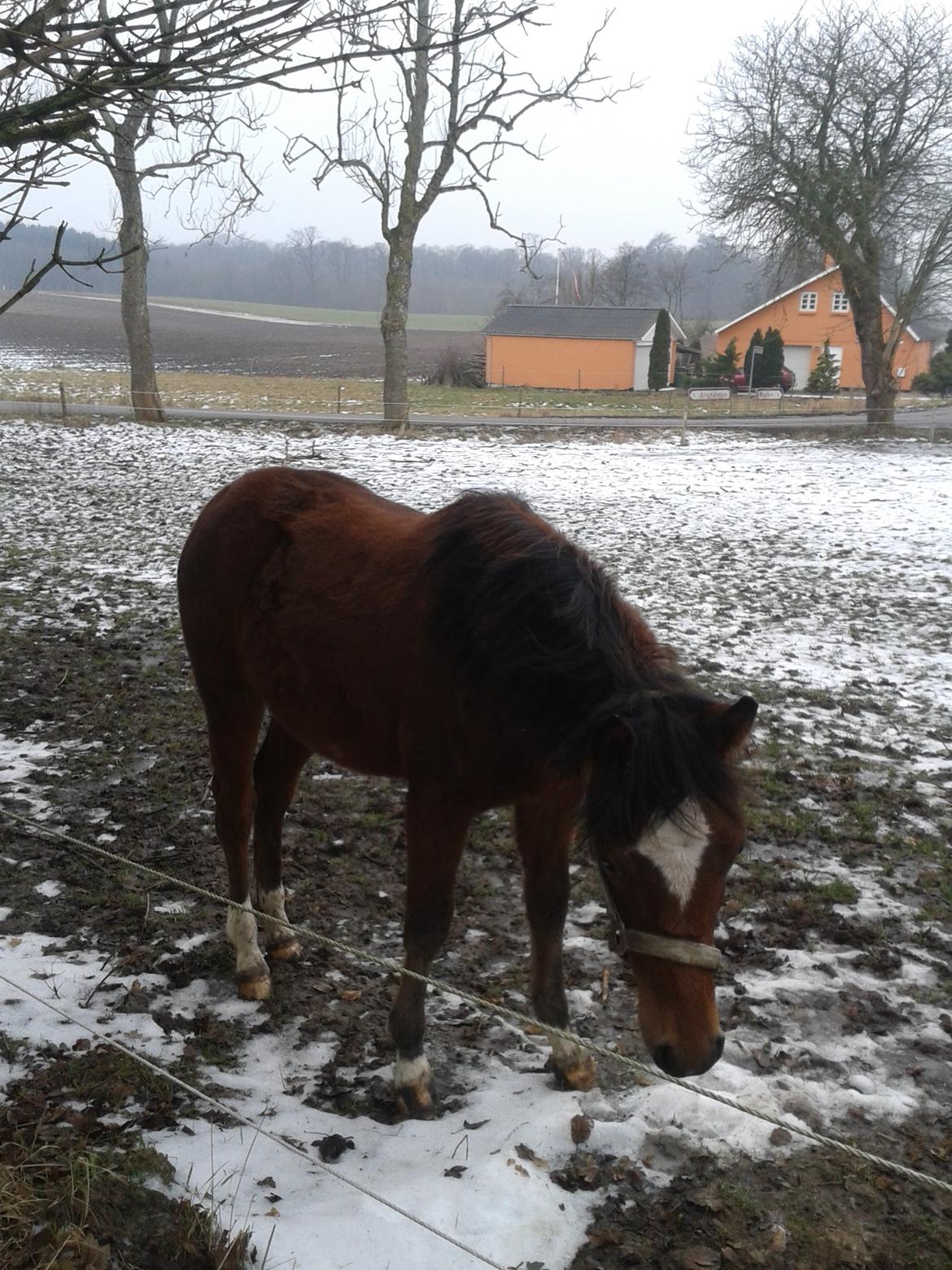 Anden særlig race Nørregaardens Lorenzo billede 9