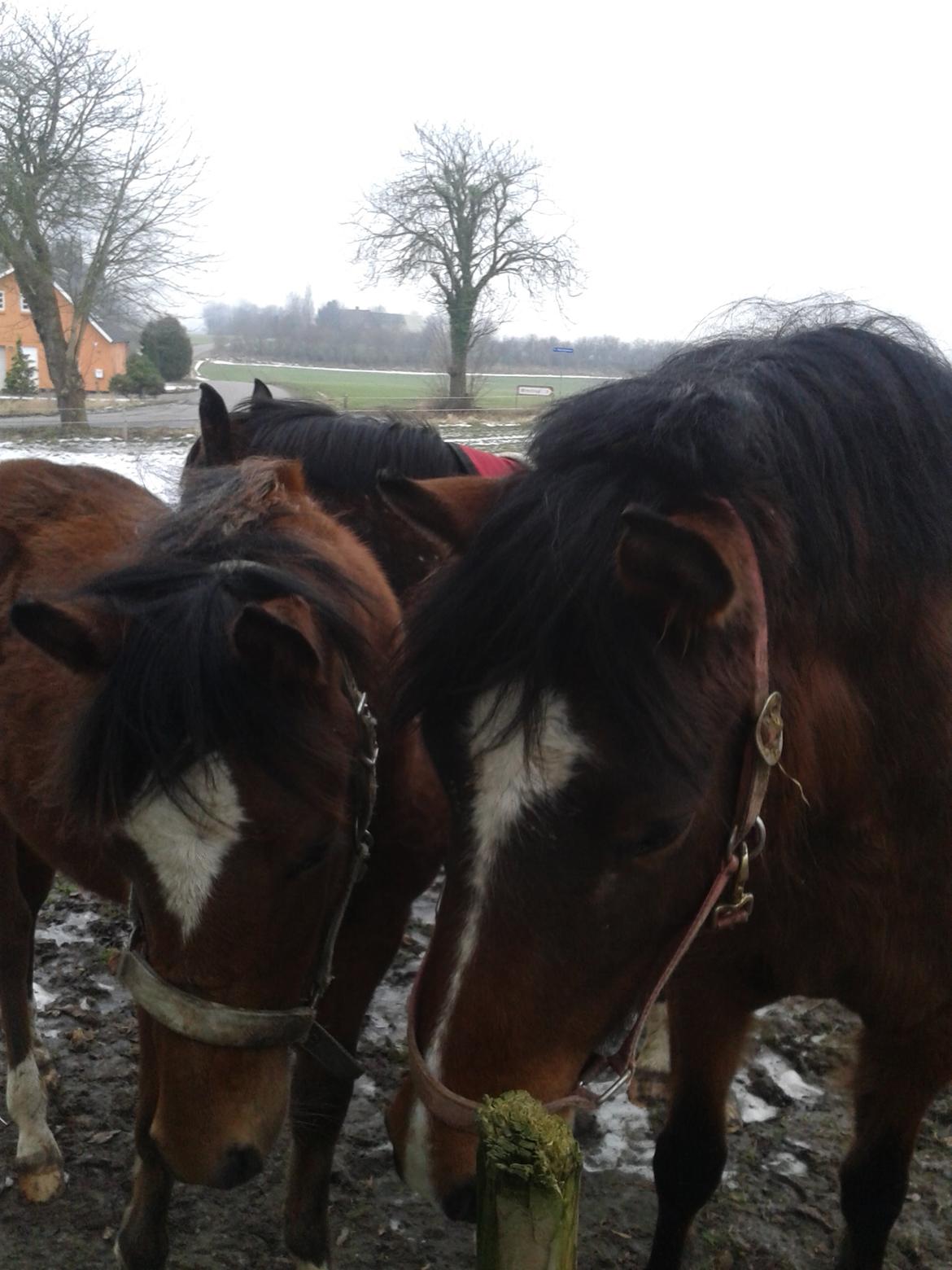 Anden særlig race Nørregaardens Lorenzo billede 10
