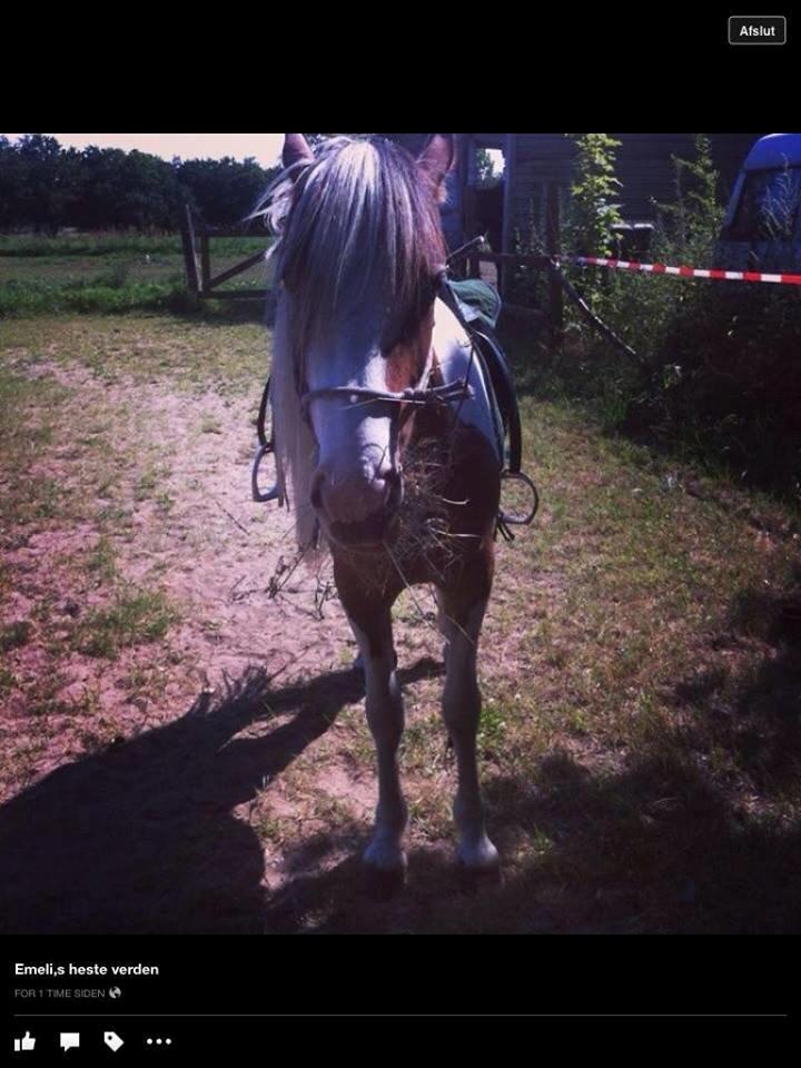 Pinto Baldur"SOLGT` billede 5