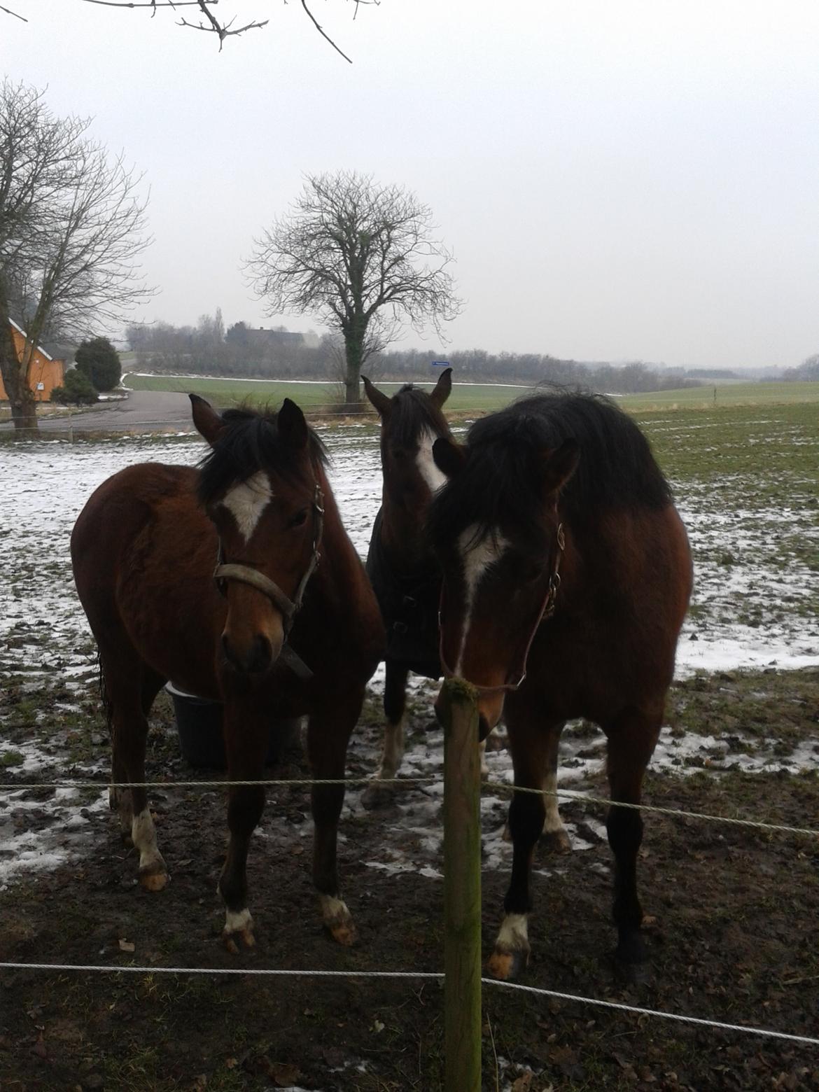 Anden særlig race Nørregaardens Lorenzo billede 11