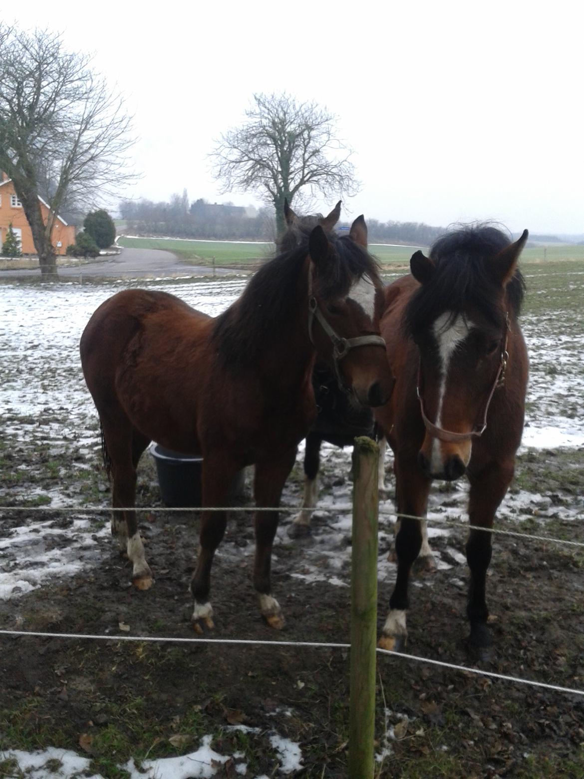 Anden særlig race Nørregaardens Lorenzo billede 12