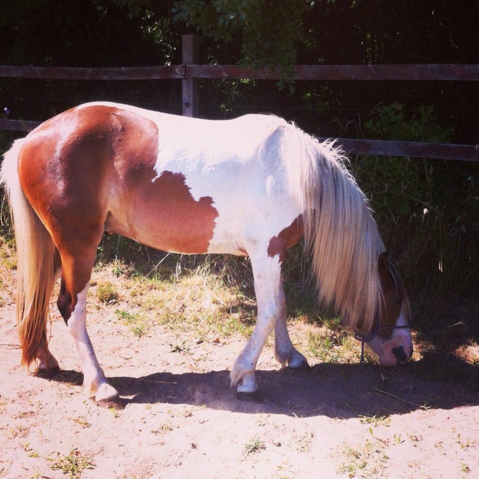 Pinto Baldur"SOLGT` billede 6