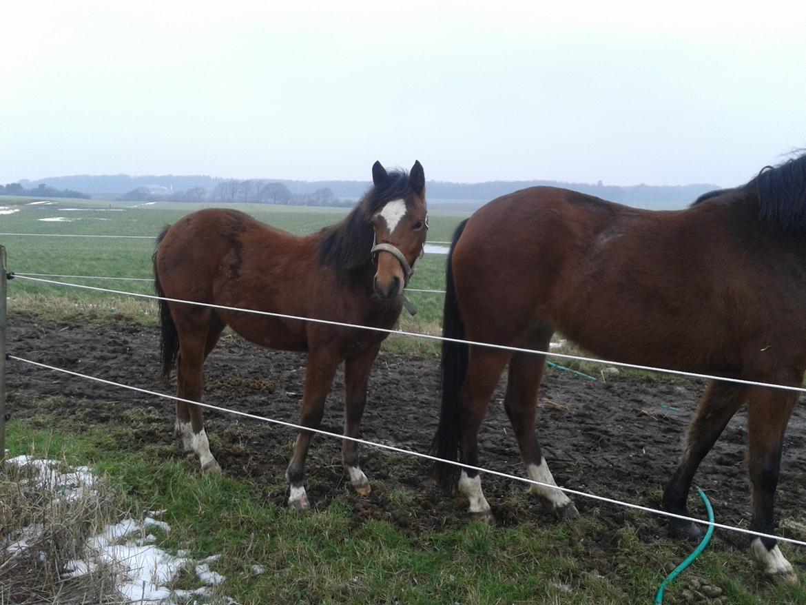 Anden særlig race Nørregaardens Lorenzo billede 13