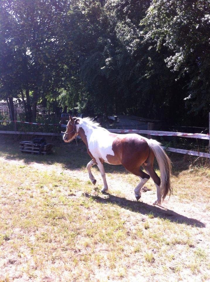 Pinto Baldur"SOLGT` billede 7