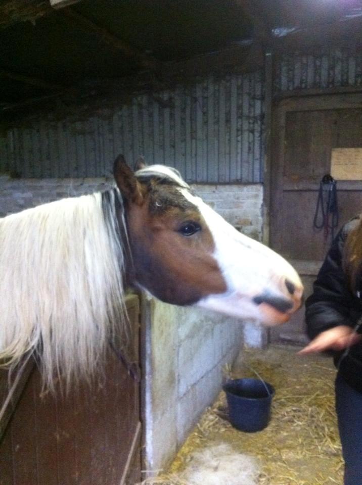 Pinto Baldur"SOLGT` billede 8