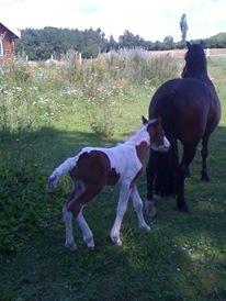 Pinto Baldur"SOLGT` billede 12