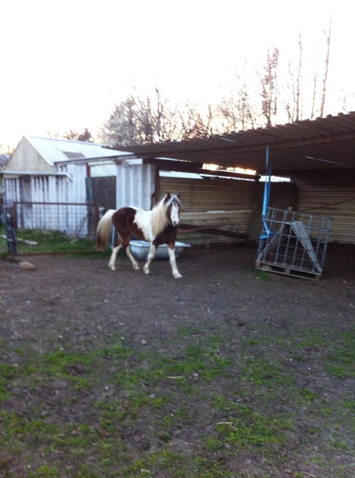 Pinto Baldur"SOLGT` billede 9