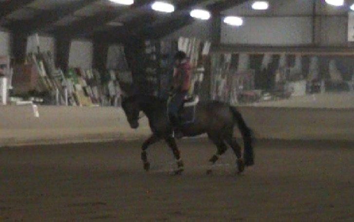 Tysk Varmblod Ak's Crispy billede 35