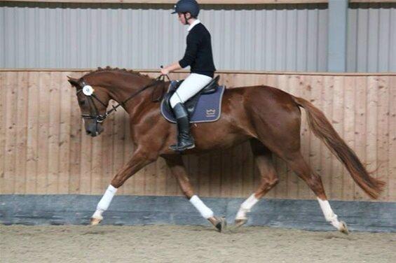 Dansk Varmblod De Luxe Ø billede 6