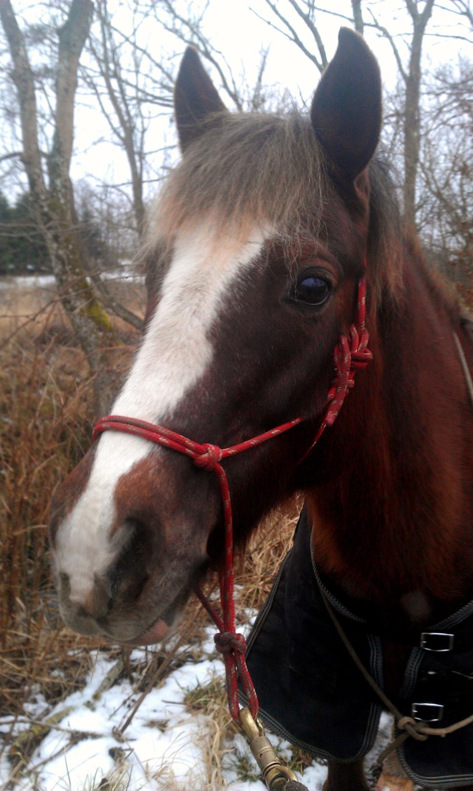 New Forest Luna Aflivet d. 05.02.14 - Sidste skovtur med den bedste pony. <3 
Aflivet d.05.02.14 billede 45