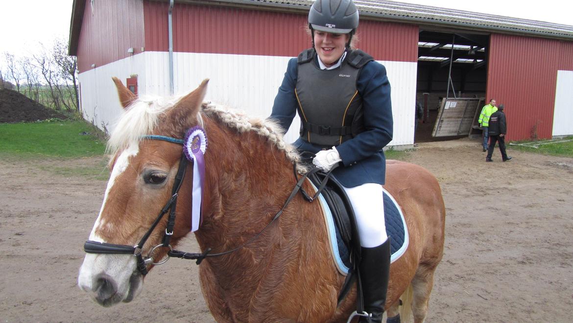 Tyroler Haflinger Bella Bionda af Rønhøj - ØSR julestævne 2014 billede 18